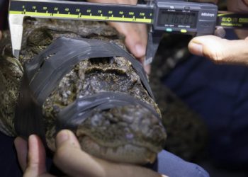 Pesquisa monitora jacarés no Parque Estadual do Rio Doce e reforça conservação da Mata Atlântica