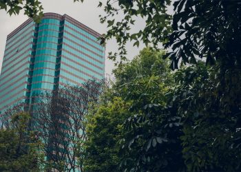 A nova Lei de poda de árvore e os condomínios: solução necessária ou transferência de responsabilidades?