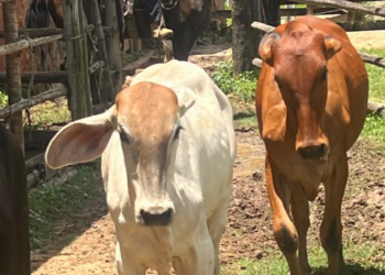 Prefeitura apreende bovinos soltos em via pública em Teófilo Otoni