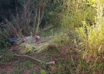 Corpo em avançado estado de decomposição é encontrado na zona rural