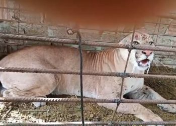 Onça-parda é capturada em fazenda e resgatada pela Polícia Ambiental