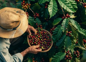 Valor Bruto da Produção agropecuária mineira alcança recorde em 2025