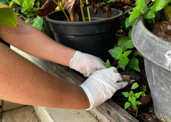 Ipatinga registra índice alto de infestação do Aedes aegypti no primeiro LIRAa do ano