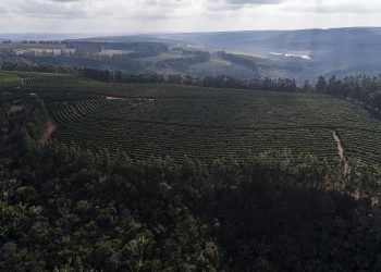 Chapada de Minas conquista Indicação Geográfica e fortalece reconhecimento do café regional