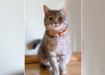 FIV e FeLV: o que são essas doenças de gato?