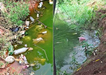 Lagoas recuperadas, consciência abandonada