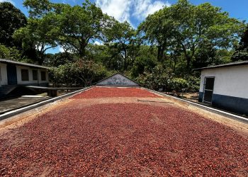 Curso capacita produtores para implantação do cultivo de cacau no Vale do Rio Doce