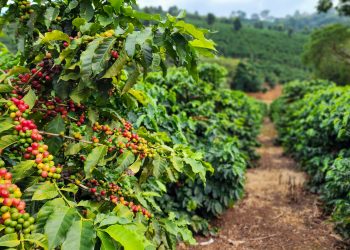 Café mineiro impulsiona produção nacional e projeta maior safra da história em 2026