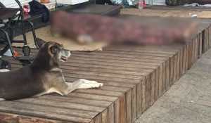 Homem que vivia em situação de rua é encontrado morto no bairro Morada do Acampamento