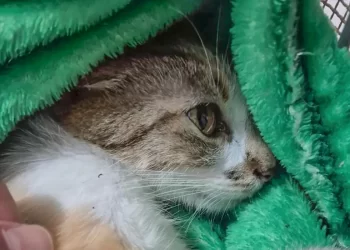 Mulher é presa após arremessar gata do 12º andar de prédio