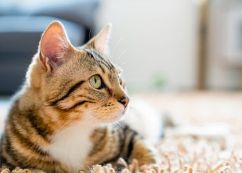Toxoplasmose em gatos: mitos e verdades