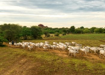 Herdeiros ou sucessores? O tema que vai definir o futuro da pecuária em 2026