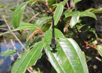 Nova espécie de libélula é identificada em unidade de conservação de Minas