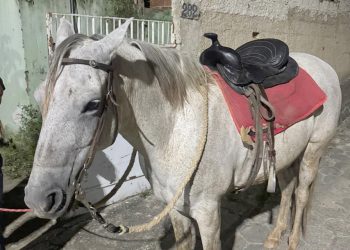 PMMG recupera cavalo furtado e prende autores em São João do Manteninha
