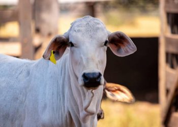 Live debate sucessão no campo e novas estratégias para a pecuária brasileira