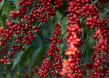 Indústria de café e chocolate é inaugurada no Leste de Minas neste sábado