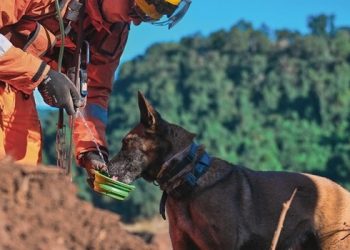 Corpo de Bombeiros abrem 342 vagas em concursos com salários de até R$ 11 mil
