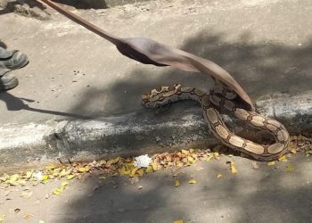 Jiboia surge e some antes da chegada dos bombeiros no bairro Atalaia