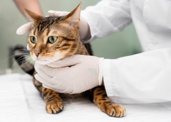 O Deus Criador e a Arquitetura da Ordem