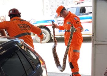 Jiboias em Valadares: invasão ou sobrevivência