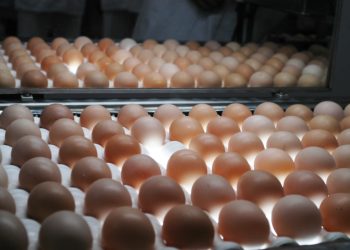 Exportações de ovos de Minas crescem 15,7% no início de 2026