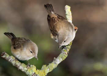 Foram-se os pardais e os pedidos de perdão
