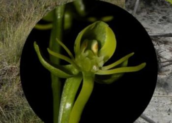 Nova espécie de orquídea é descoberta em parque no Norte de Minas