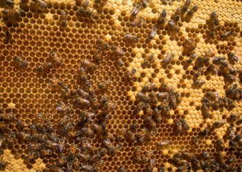 Apicultura ganha novo curso de capacitação do Senar Minas