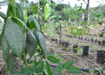 A importância da agrometeorologia no agronegócio