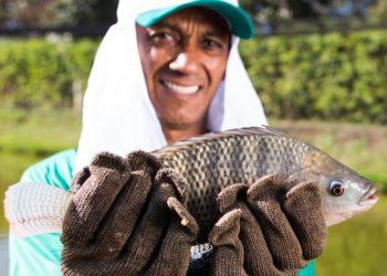 Mesmo com alta produção, Minas Gerais passa a importar tilápia pela primeira vez em quase 30 anos