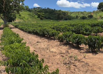 Minas Gerais amplia produção de café conilon e fortalece diversificação no campo
