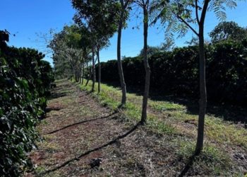 Cooperativa vende crédito de carbono