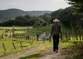 Especialistas debatem desafios da sucessão familiar no agronegócio em live