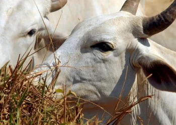 União Europeia veta compra de carne brasileira a partir de setembro