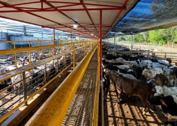 Frigorífico mineiro reabilitado para a China