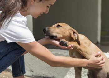 Cemig promove feira de adoção de pets na Praça dos Pioneiros neste sábado