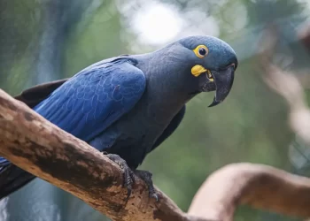 Lista de fauna ameaçada tem 180 animais incluídos e 150 retirados