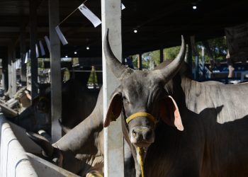 ExpoAgroGV 2026 deve movimentar R$ 200 milhões e atrair 250 mil visitantes
