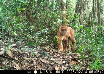 Samarco preserva 16 mil hectares e reforça cuidado com a biodiversidade em MG e no ES