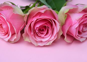Alguns chutes e Muitas Rosas