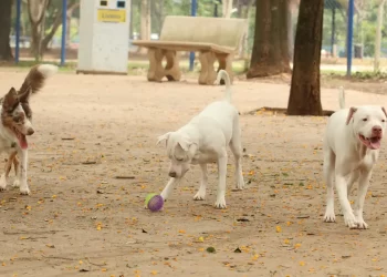 Lei torna crime exercício ilegal da medicina veterinária 