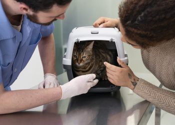 Castramóvel e vacinação gratuita para cães e gatos chegam a Valadares nesta quinta e sexta-feira