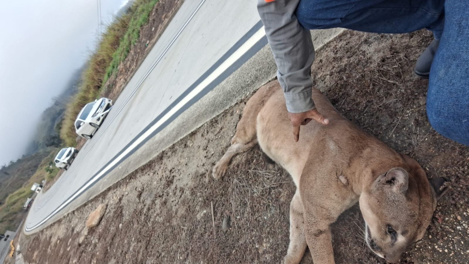 Onça é encontrada morta às margens da BR-381 em Antônio Dias