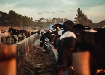 Nova lei garante benefício tributário a produtor de leite e incentiva energia renovável no campo