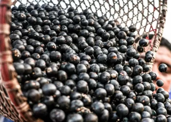 China facilita exportação de polpas e frutas congeladas brasileiras