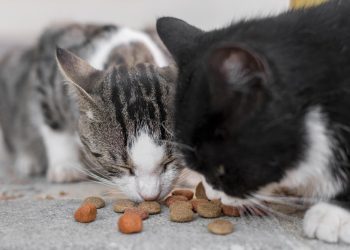 Mulheres são condenadas por alimentar gatos em condomínio