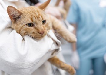 Você sabia que cães e gatos também têm tipos sanguíneos?