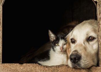 Vida mais longa para cães e gatos: cuidados fazem diferença na longevidade dos pets