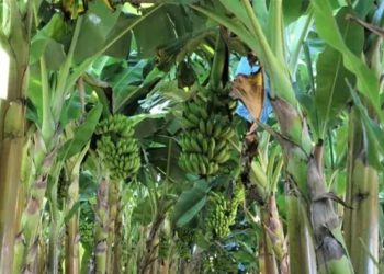 Produção de frutas avança na Zona da Mata