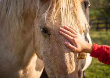 Anemia Infecciosa Equina
